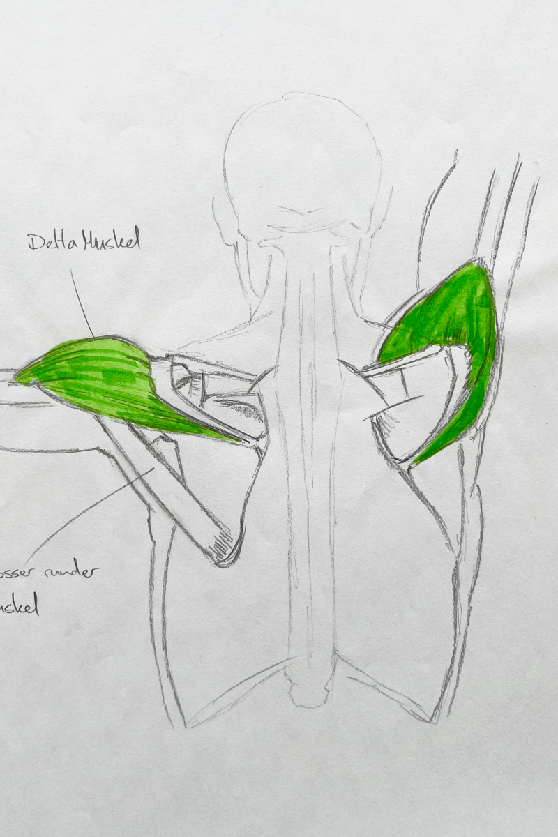 Anatomical pencil sketch of the upper back from behind, with the deltoid muscle at the shoulders highlighted and labeled in green on both sides.